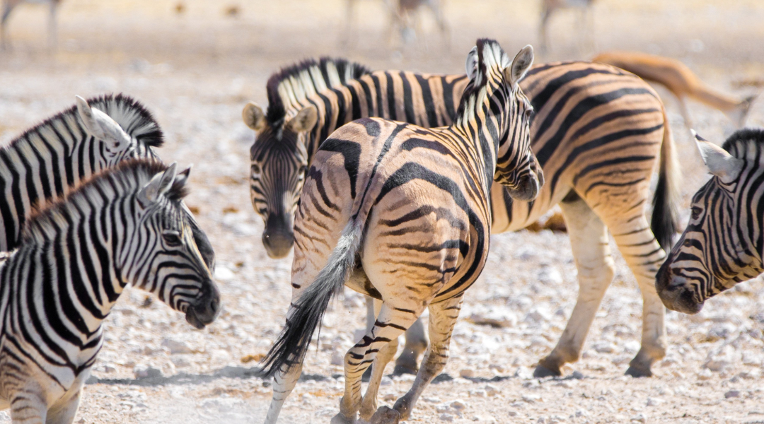 Circuit Visions de Namibie; PLUSIEURS DÉPARTS GARANTIS