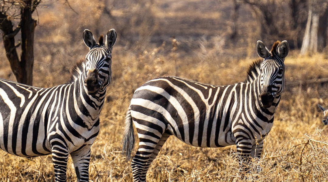 Circuit Visions du Kenya & Tanzanie – PLUSIEURS DÉPARTS GARANTIS