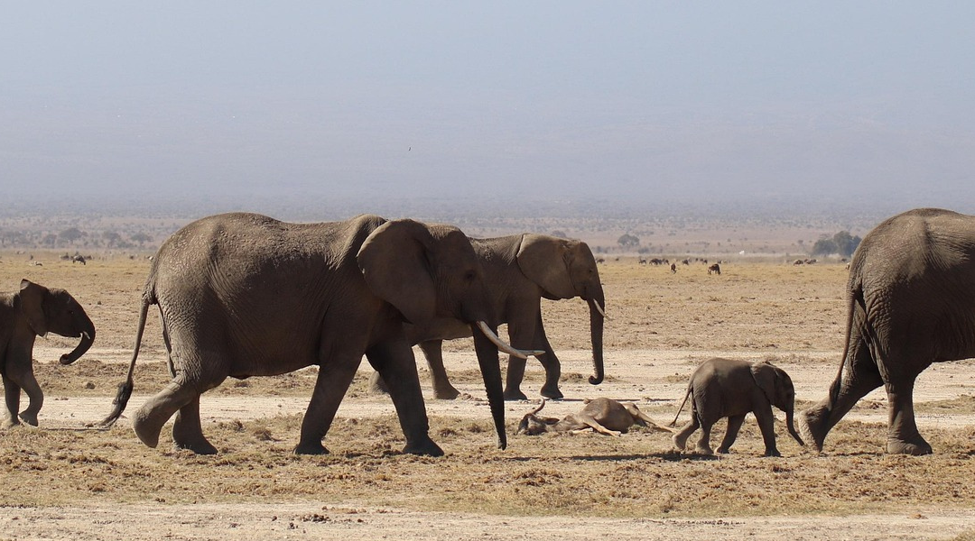 Circuit Kenya en V.O. – PLUSIEURS DÉPART GARANTIS